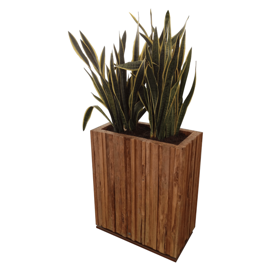 Wood Raumteiler inkl. Sansevieria